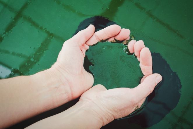 Spirulina-Ernte
